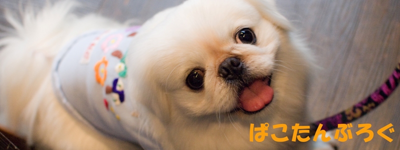 ペキニーズ「ぱこたん」のブログ