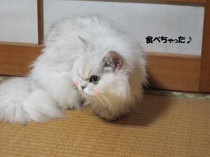 2009_0720��ĥLIVESTAND���ߤ夦0015