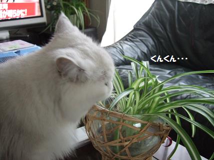 2009_0919�ߤ夦0003