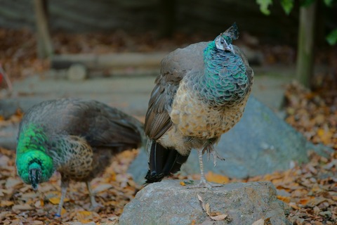 resize_DSC01842