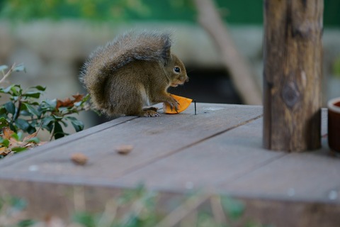 resize_DSC01910