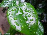 leaf_fix
