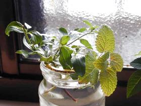 herb1