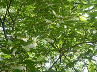 DSCN7823