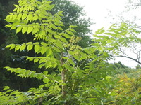 DSCN7829