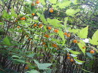 DSCN7835