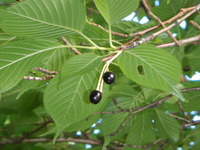 DSCN7815