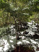 尾根