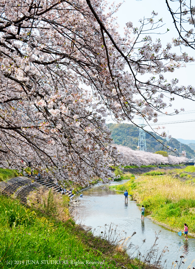 hanami20194