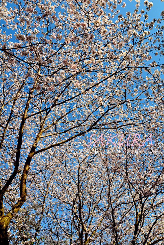 sakura204171
