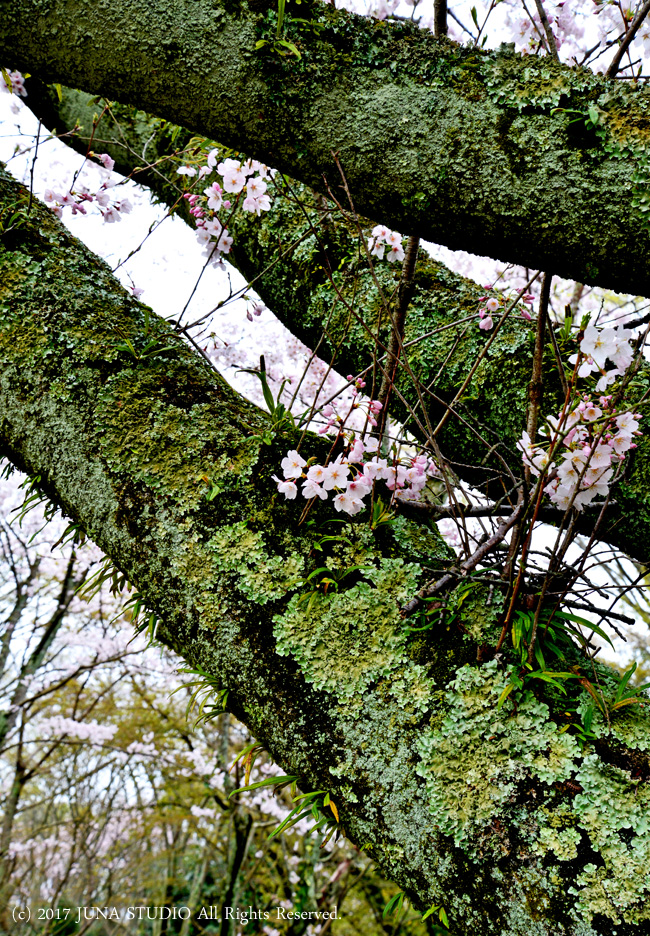 sakura5