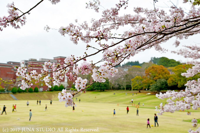 sakura3