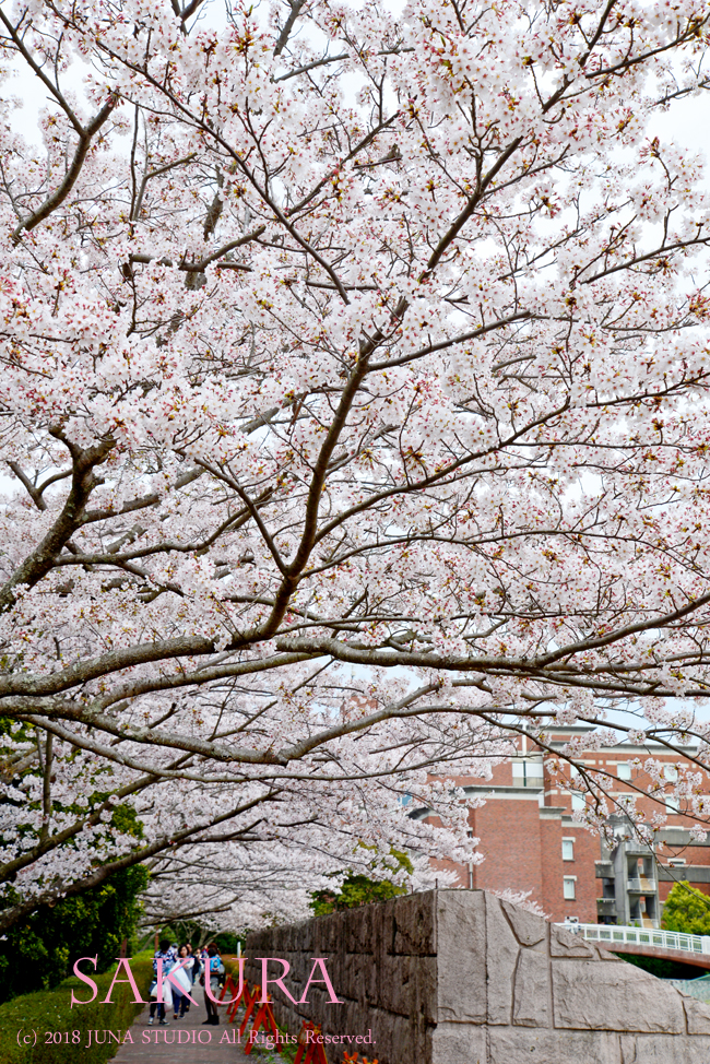 sakura20183