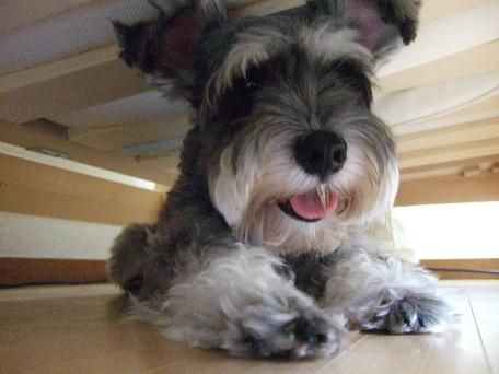 20100923kanure5