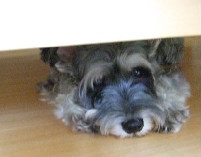 20100923kanure4