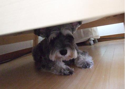 20100923kanure3