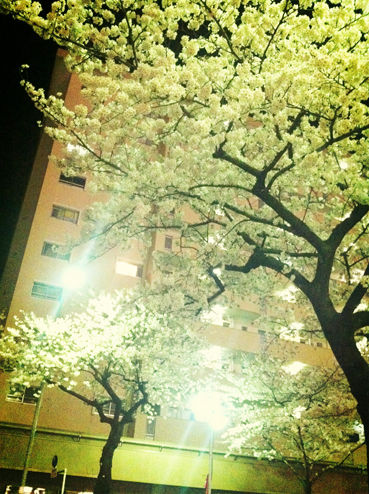 夜桜