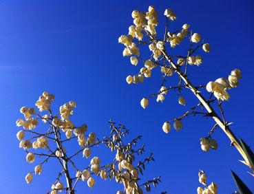 九段下白い花と青い空
