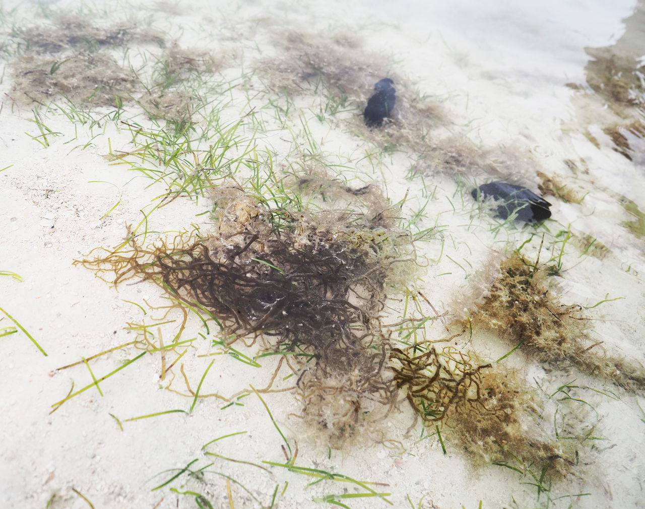 もずくとなまこ