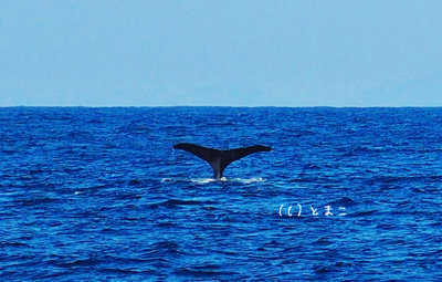 クジラ4003