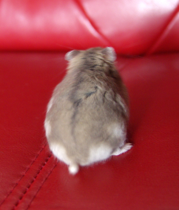 しっぽ