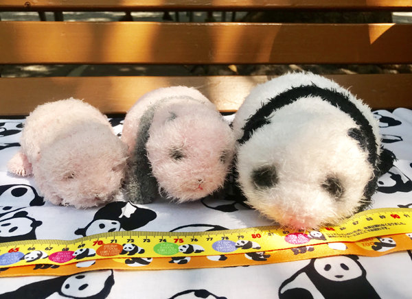 シャンシャンたち2