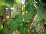 grape