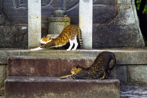 ȋȑqwy1rځzYouTube>8{ jRjR>1{ ->摜>1781 