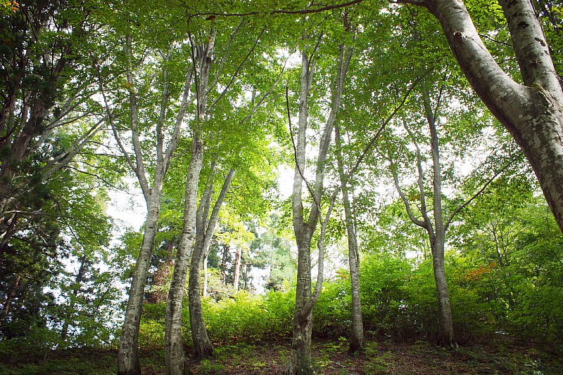 2009aki (14)
