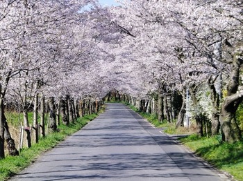 大平山桜