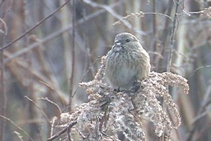 ベニマシコ♀