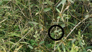 an