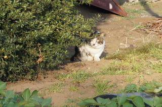 DSC00979
