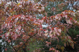 DSC00458