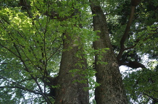DSC00665