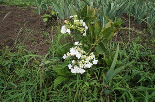 DSC00365