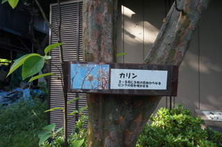 DSC00676