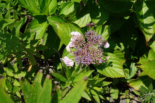 DSC00263