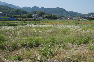 DSC00673