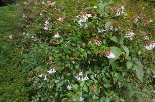 DSC00459