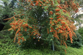 DSC00461