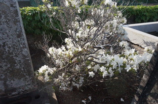 DSC00679