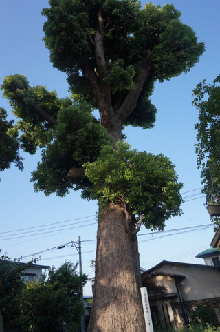 DSC00687