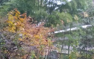 20181203_155250_Burst05