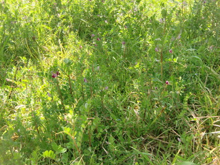 CIMG3491