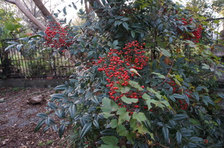 DSC00974
