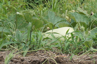 DSC00366