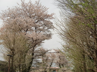 CIMG3516
