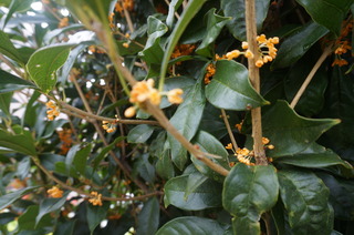 DSC00464