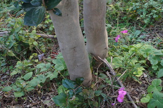 DSC00977